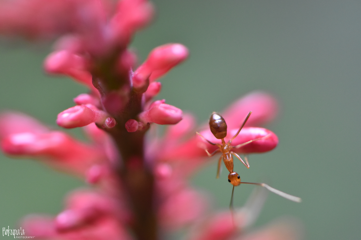 Ant in the wild, Ho'opi'i Falls, Kauai, poster