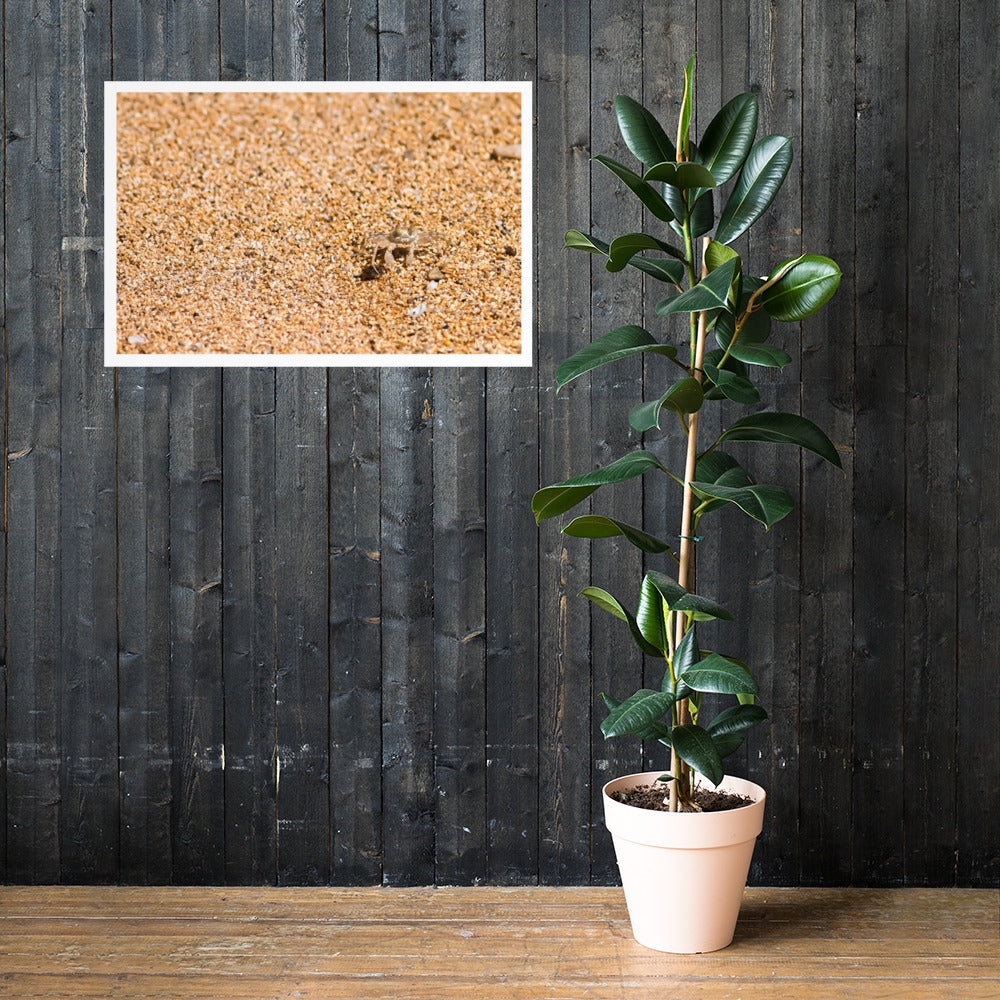 Sand crab, Kealia Beach, Kapa'a, Kaua'i, poster