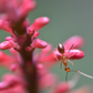 Ant in the wild, Ho'opi'i Falls, Kauai, poster