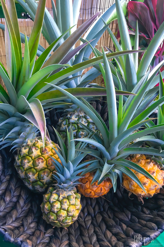 Pineapple collection, Kauai, poster