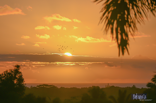 Sunset, Kapa'a; parakeets headed off to roost for the evening, poster